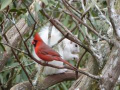 White Squirrel and Cardinal